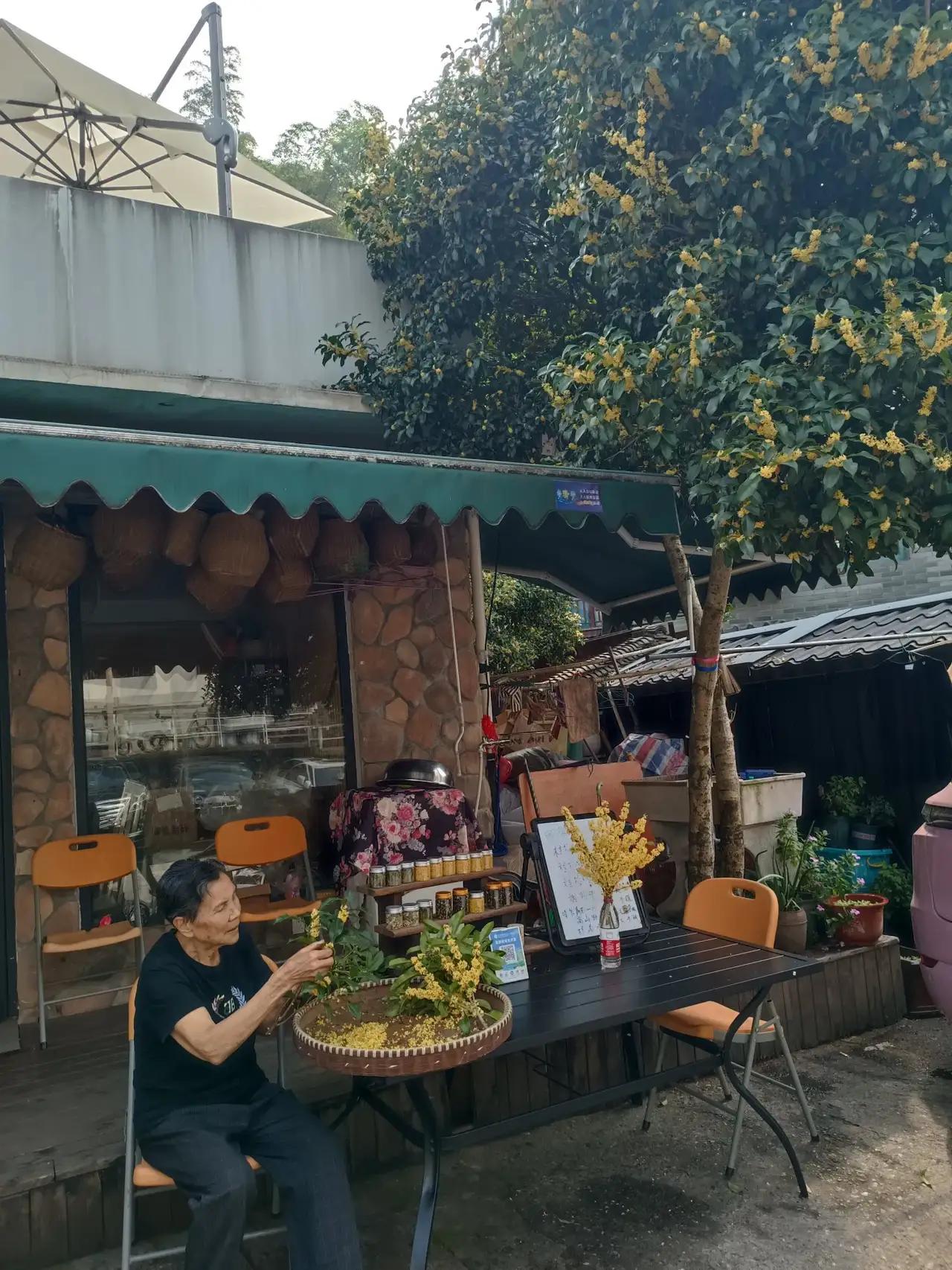 金秋十月的杭州满觉陇路是游客最喜欢来的地方，在这里可以闻到桂花香、喝带有桂花香味