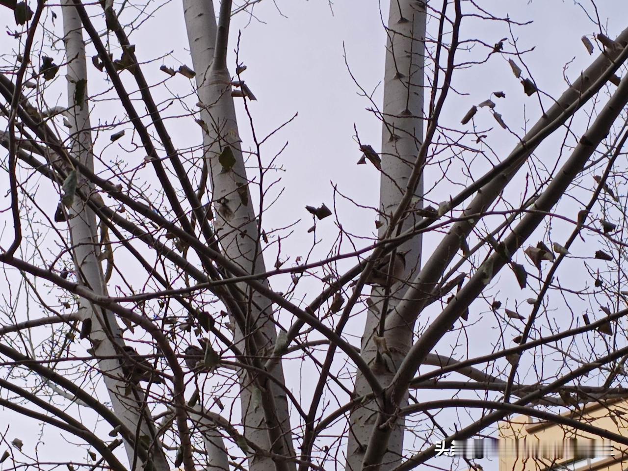 银川的冬天从不含糊，一夜之间寒风“开挂”，应该这就是传说中的断崖式降温，感觉一下