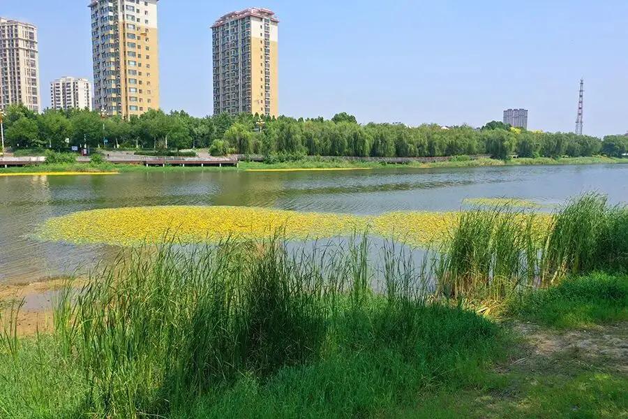 聊城九州洼月季旅游景区，你今年夏天去过吗？

聊城的九州洼月季旅游景区，绝对是咱