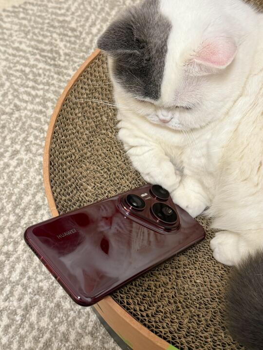 发给朋友看，朋友说你一天到晚就知道拍猫…