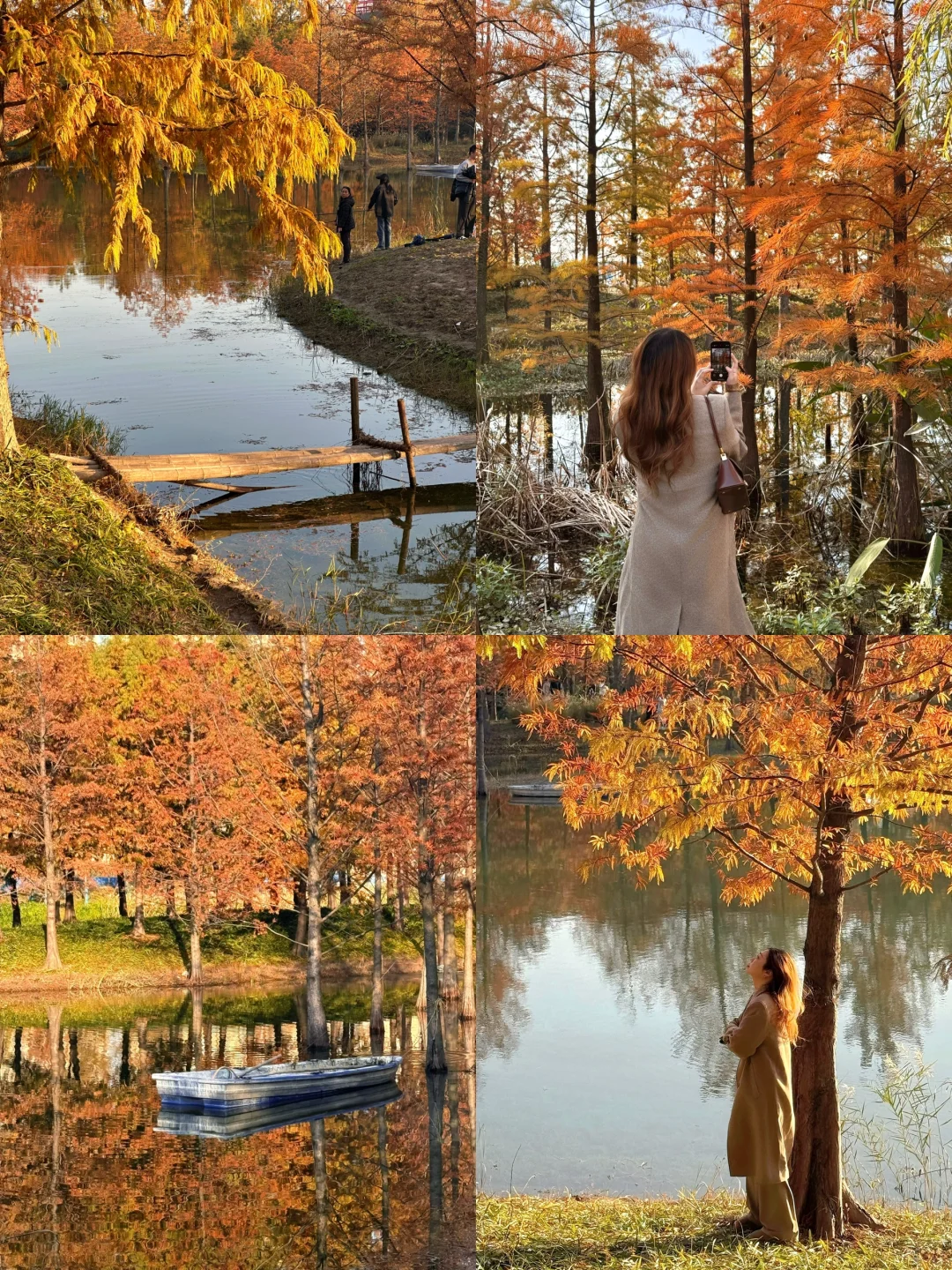 不在新疆！不在南京！就在三林的水杉秘境🍂