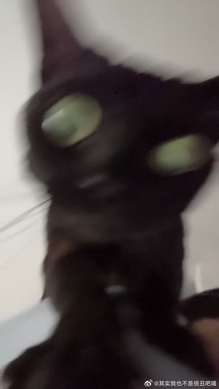 49408【丑猫】釜咪行