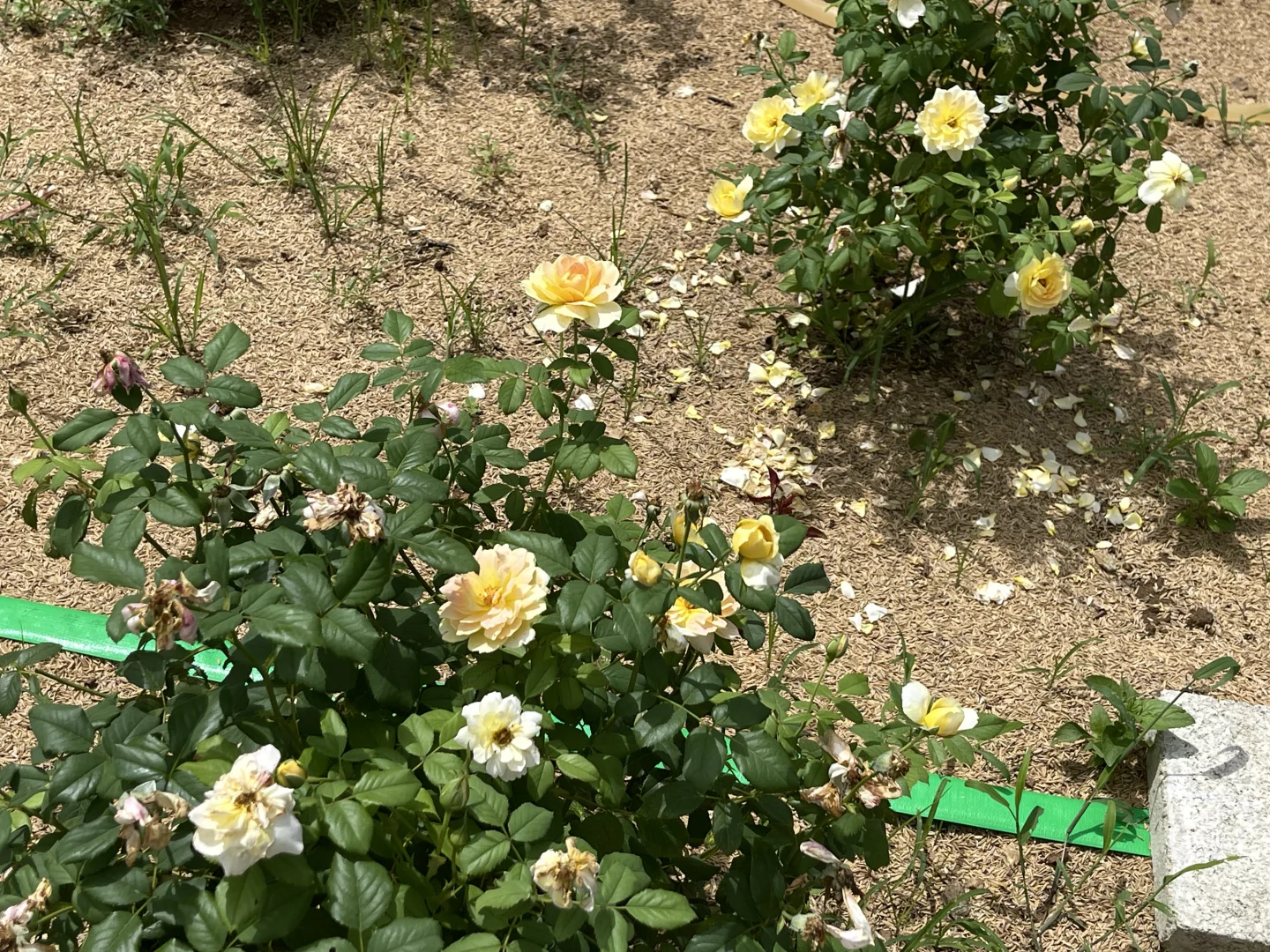 奥斯汀莫林纽克斯