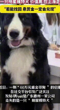 60万悬赏！寻找一只叫伯恩山的狗
广州有家宠物科技公司最近急得团团转，为啥？因为