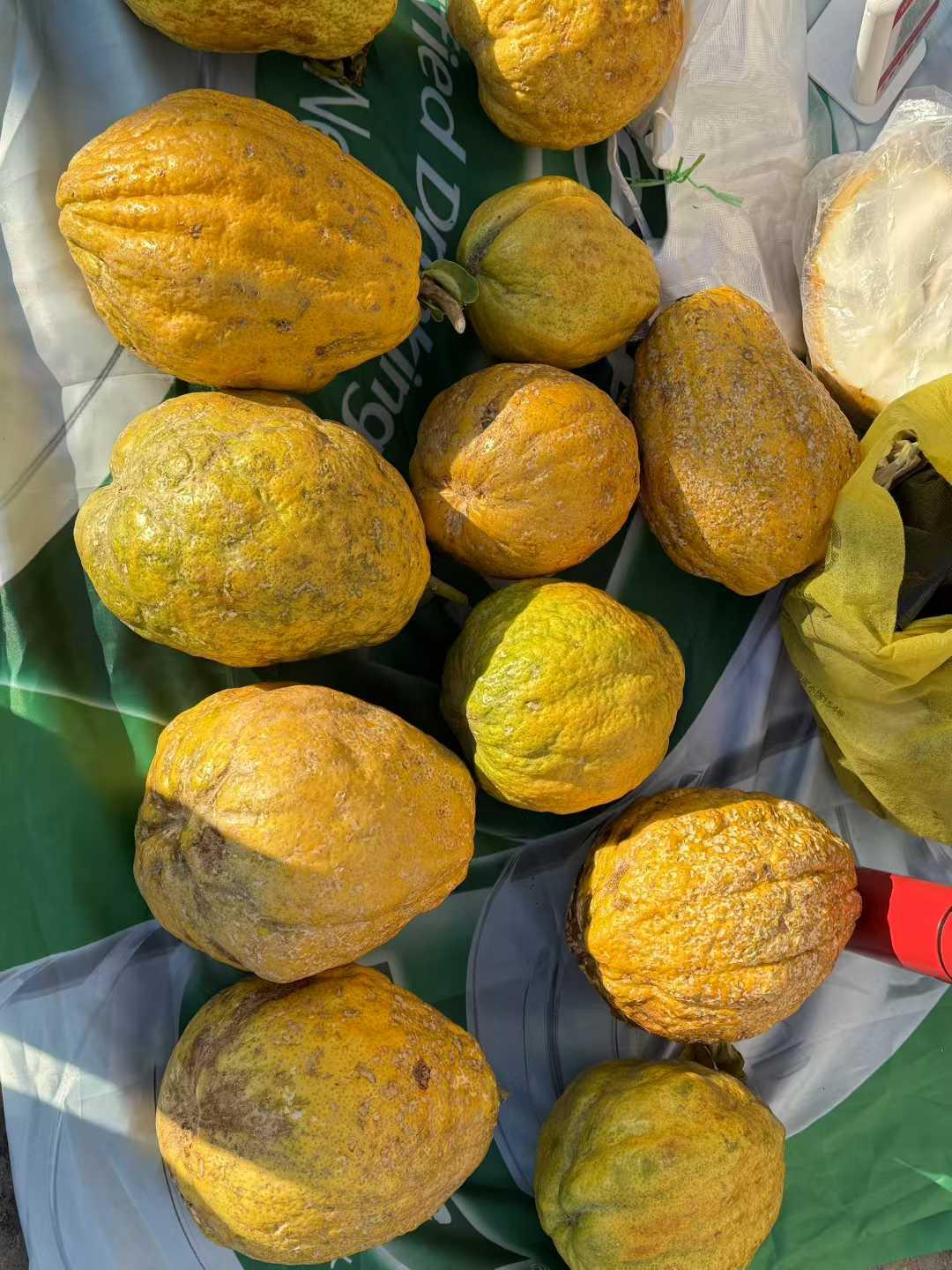 绮罗古镇的早市又认识一些新的食材，是当地最具烟火气的地方之一。以下的有人认识么？