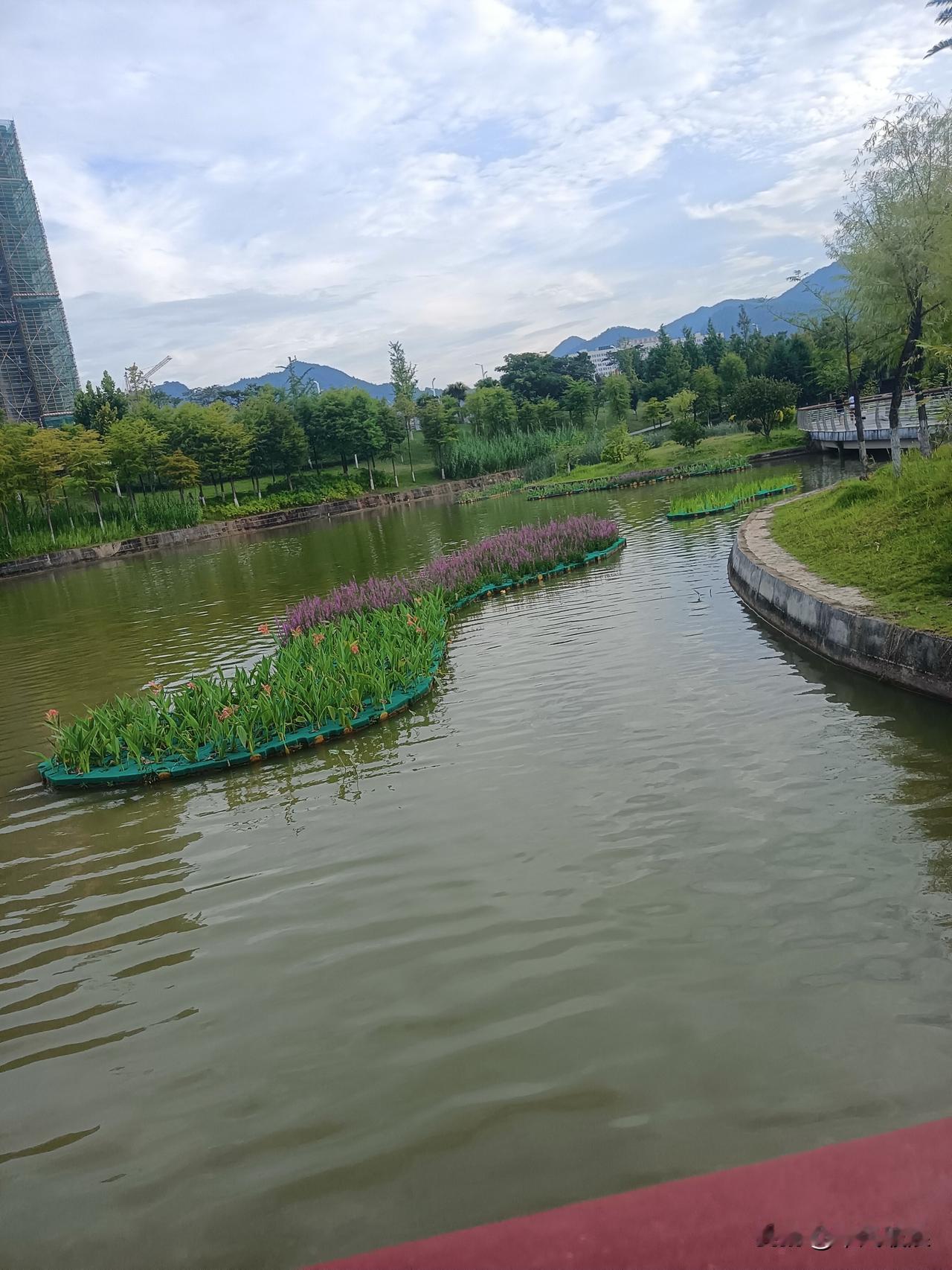 8月17号，半阴半晴，隔了一个星期没来过的河边今天再次沿河岸散步，发现河中的二边