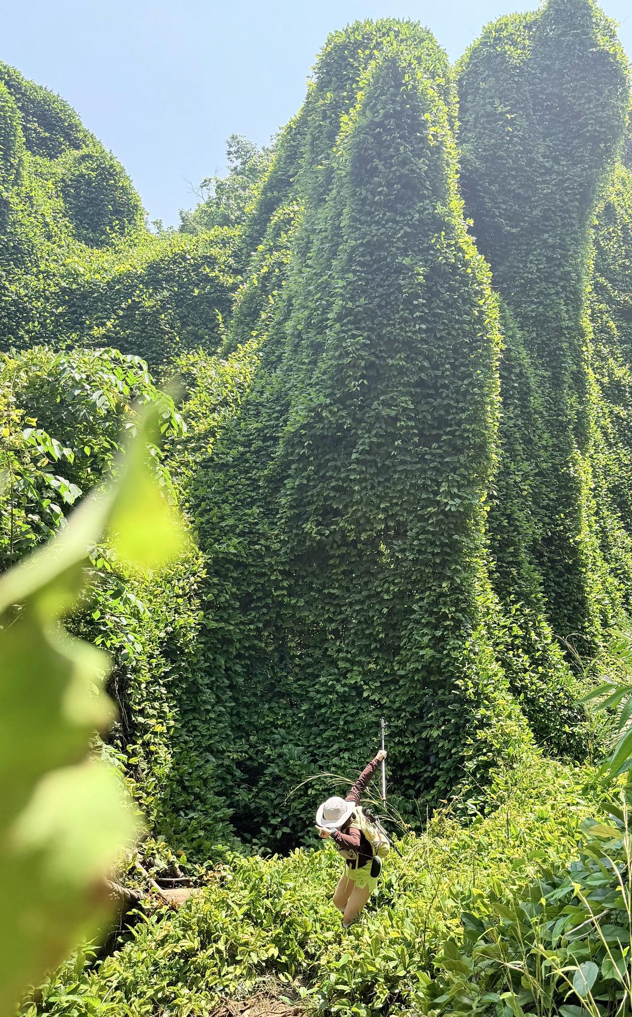 绿色系 治愈系风景 氛围感 树 生命力
