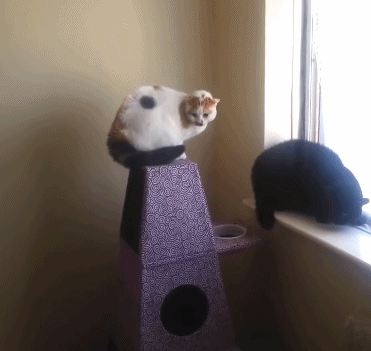 黑猫:就算慌不择路也不能拿我当路啊 ​​​