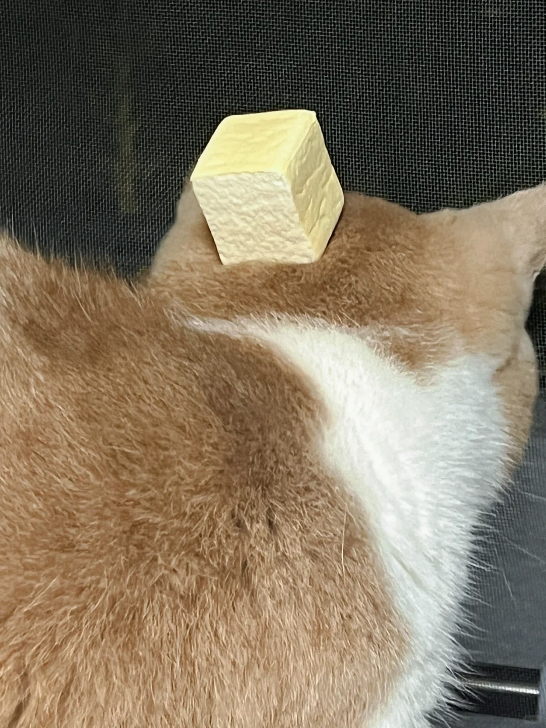 宝宝 你是一块小面包🍞