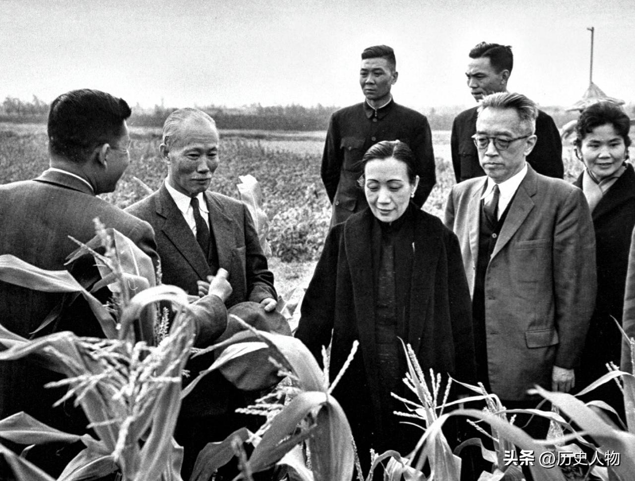 1959年陈诚与胡适视察玉米地。老照片 老照片的故事  ​​​​胡适鲁迅 胡适寻