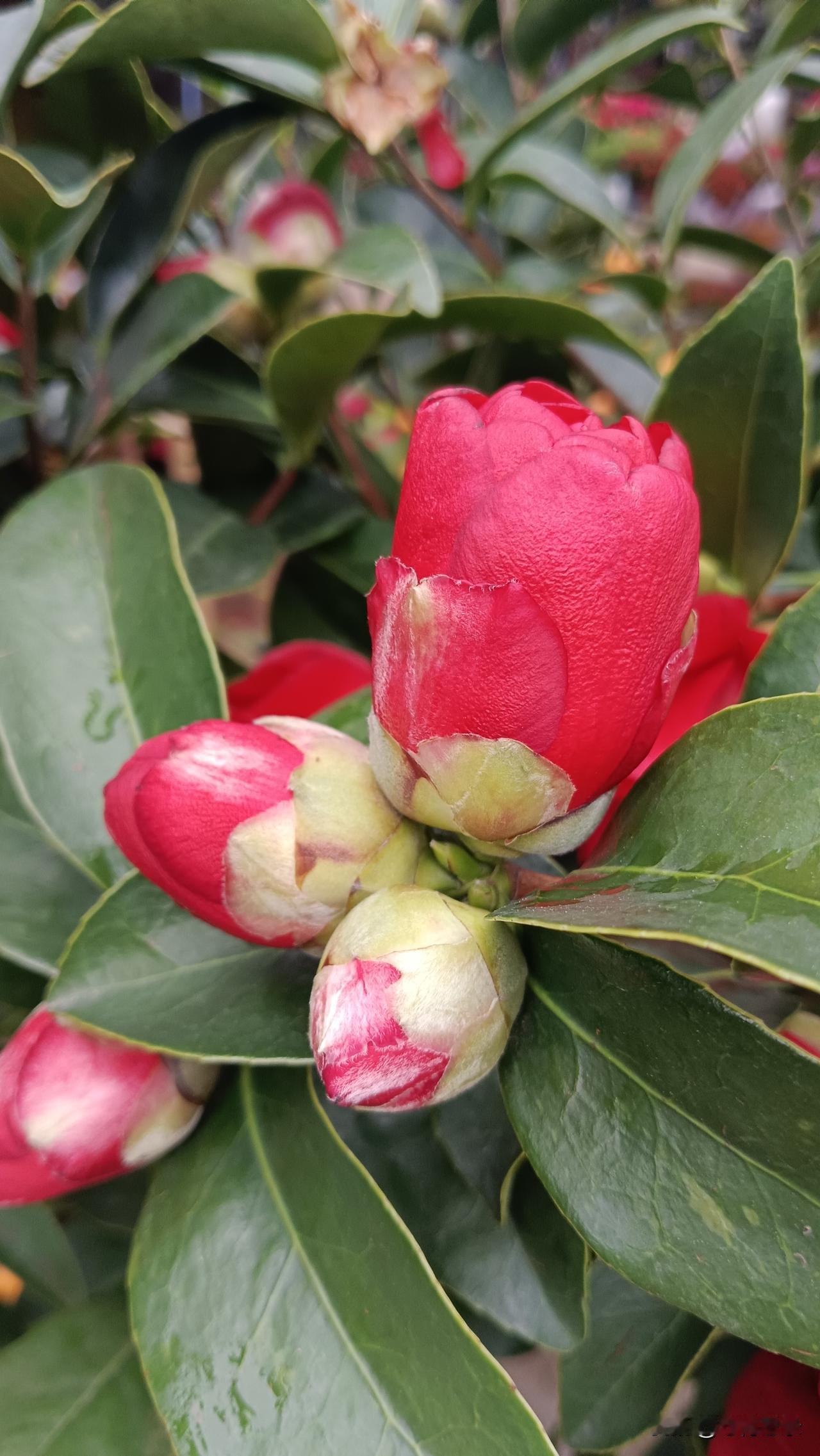 我的下联是：红花日日鲜。