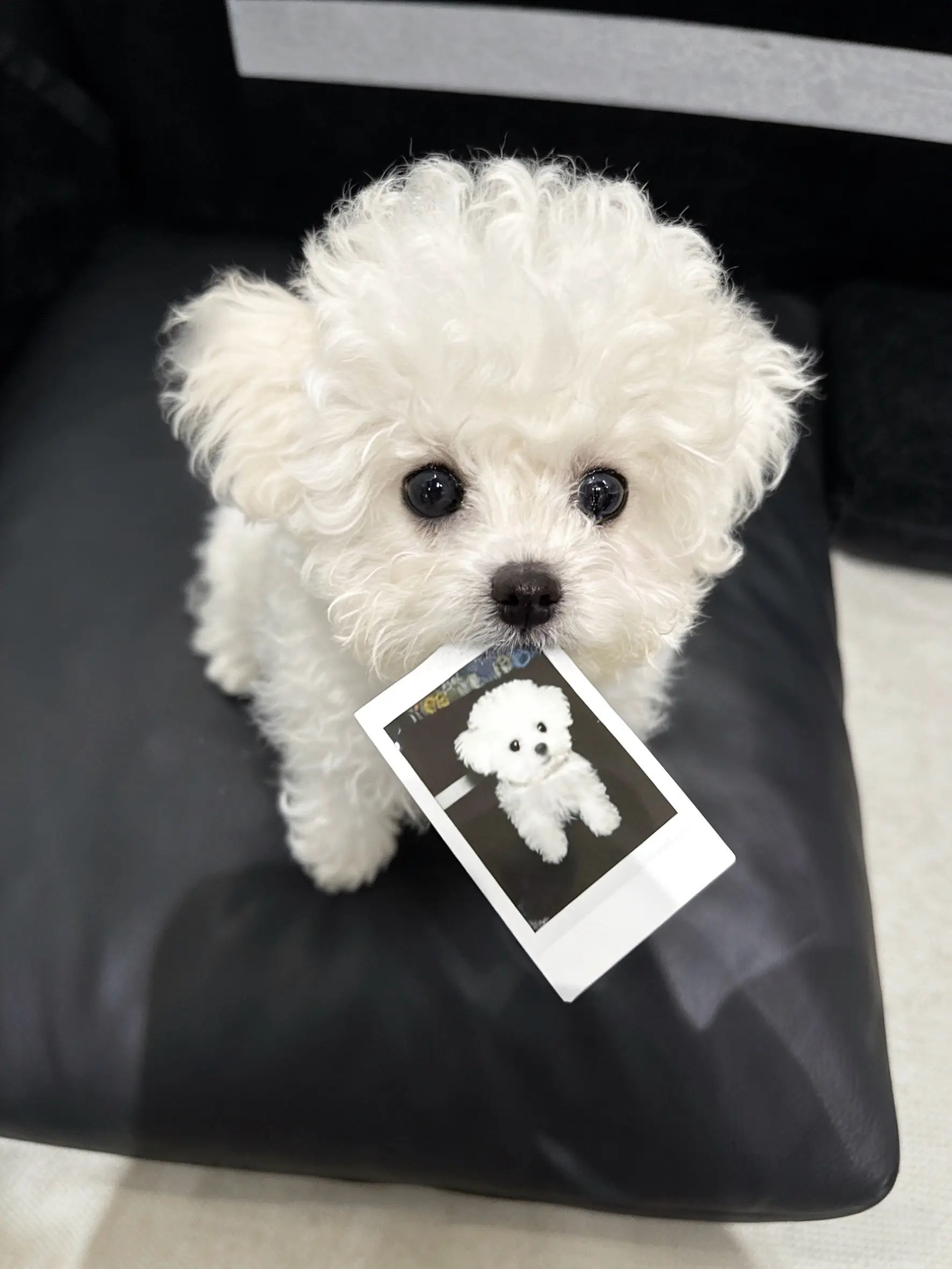 在我小的时候 我就是你的小狗૮ ´͈ ᗜ `͈ ა♡