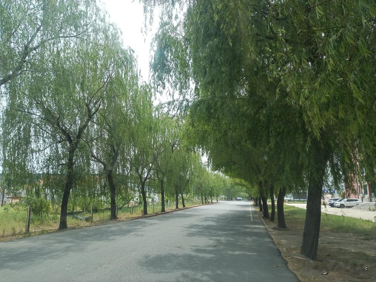 高纪明(山东)
高阳台·小满
布谷催耕，野莺唤柳，时来日暖天长。近水楼台，远山一