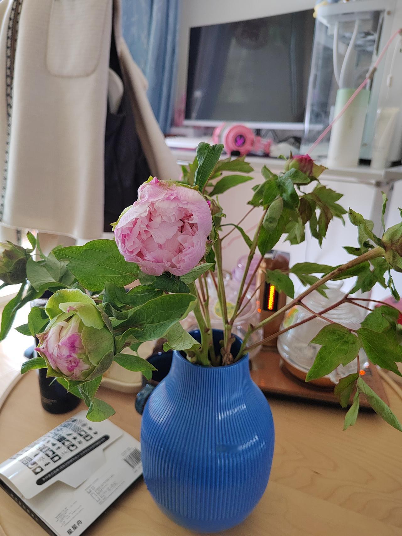 插在蓝色花瓶里的粉牡丹，一朵正开得雍容饱满，层层叠叠的花瓣像揉碎的春日云霞，带着