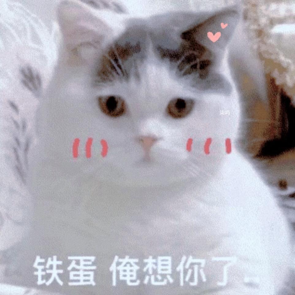分享一下今天的喵喵表情包。表情包