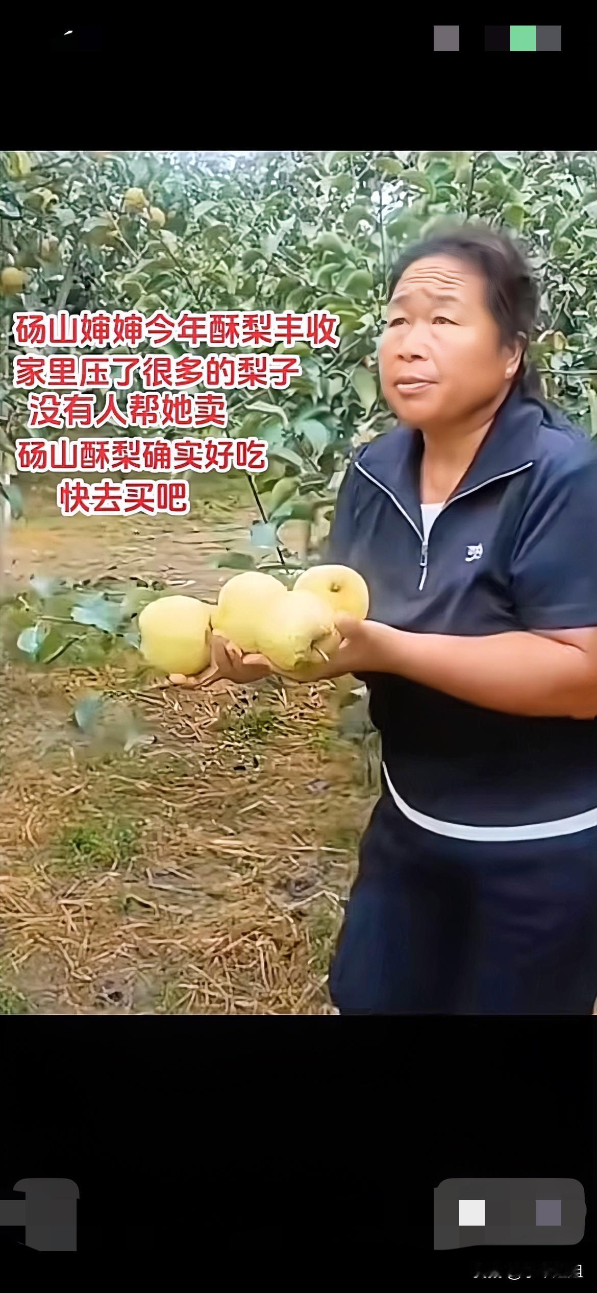 看着历怀远婶婶手里拿着好几个砀山酥梨，焦急的站在梨树
地里，特别让人替她着急！因