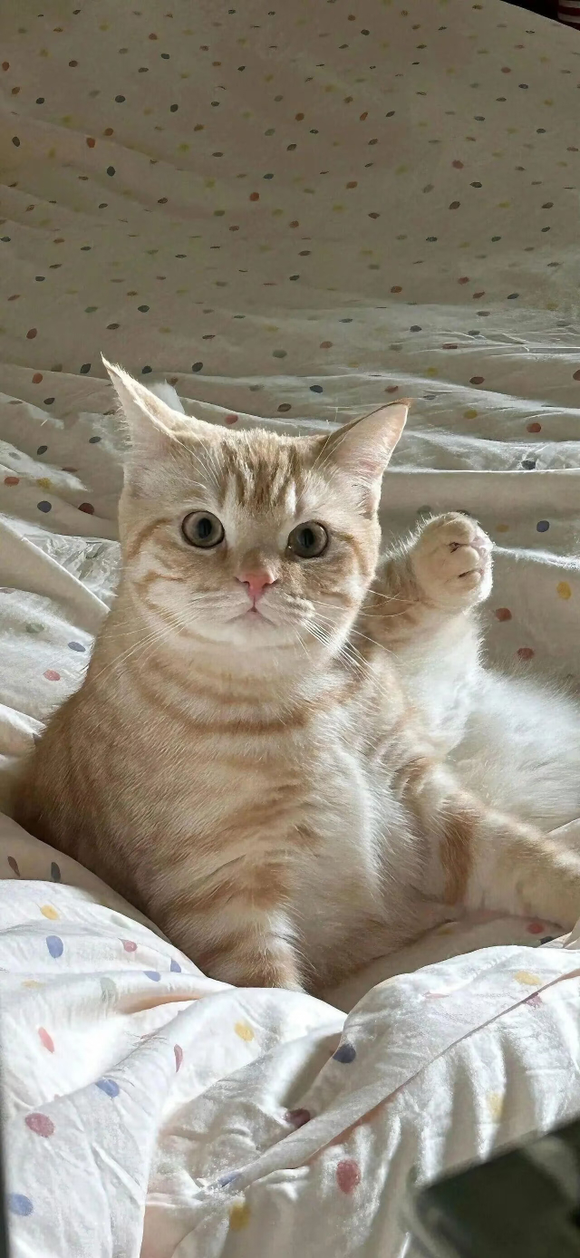 𝓞𝓻𝓲𝓰𝓲𝓷𝓪𝓵 | 可爱猫猫狗狗壁纸 | 萌物手机壁纸 | 动