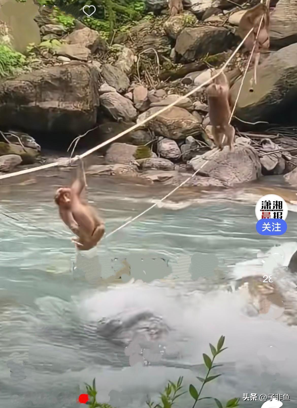 四川雅安猴子过索道，我看到了最珍贵的团队精神……
     猴子把悬空绳索当成专