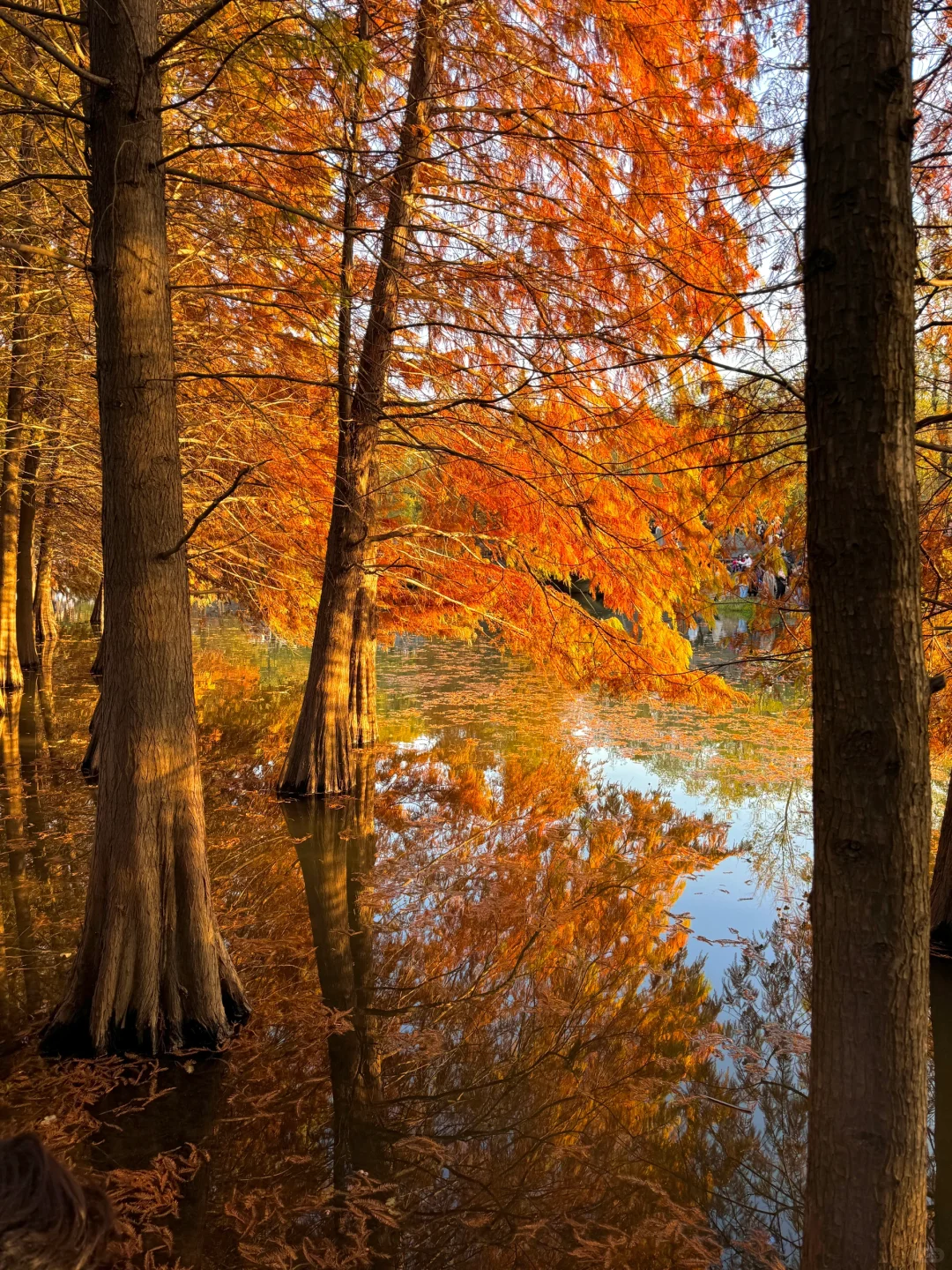 拍到了莫奈油画里的秋天，还是会动的~