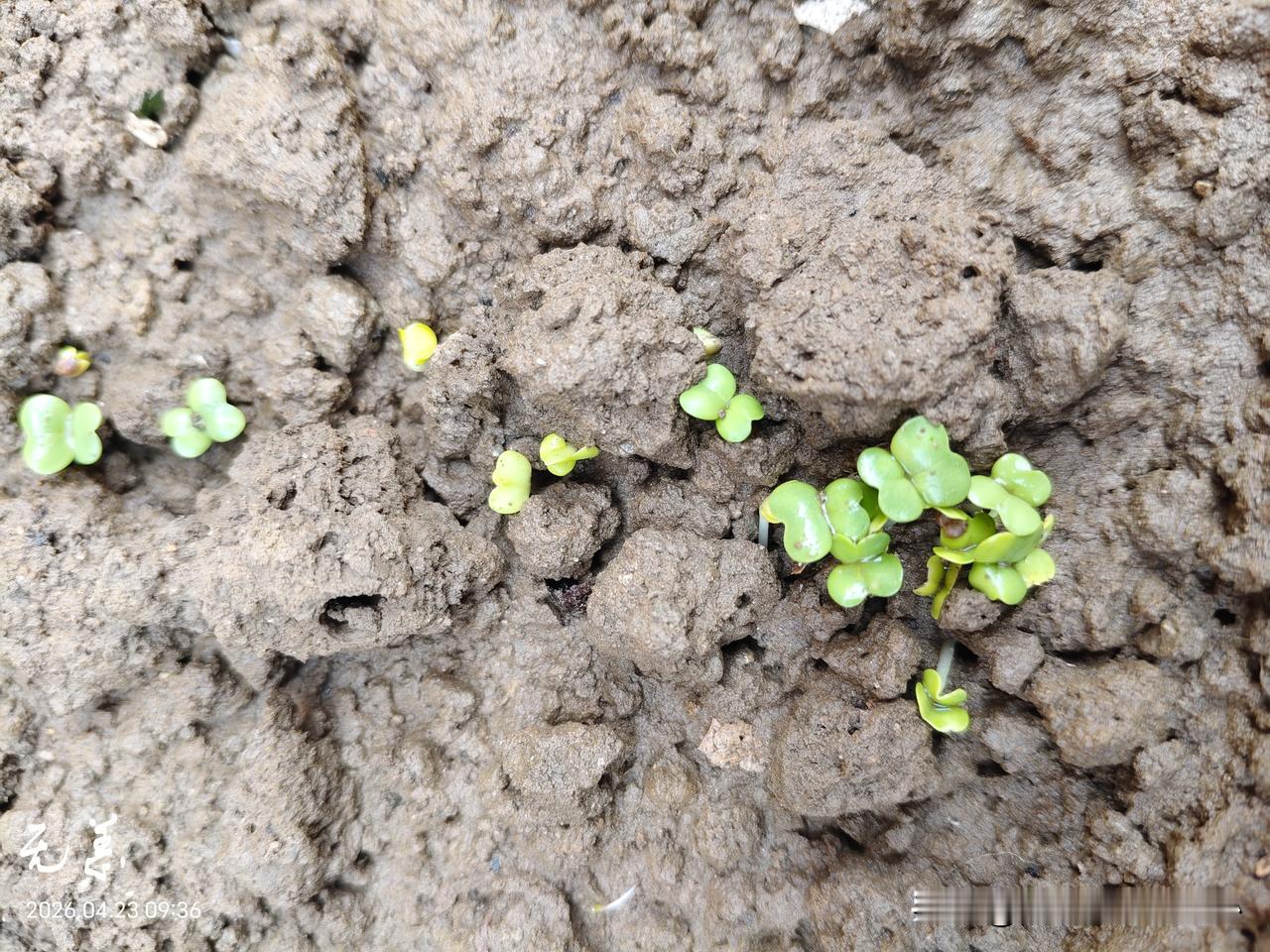 必须跟我的友友们嘚瑟一下，不然睡不着觉。
上周日种的小白菜，今天去看了一下，竟然