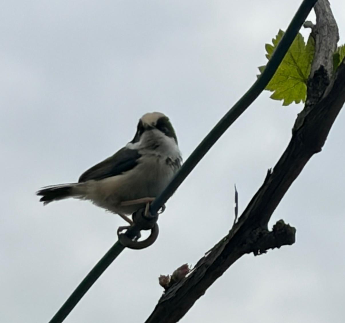 父母强：你要是不做学问就做官；
父母弱：你要是不做生意就学一门手艺；
家境贫寒：