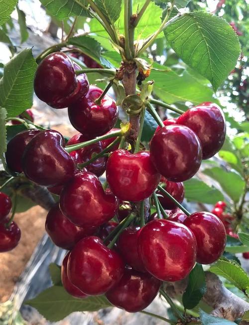 大连樱桃🍒封神攻略｜实现樱桃自由的快乐谁懂！
每年5-7月就是大连的樱桃限定季