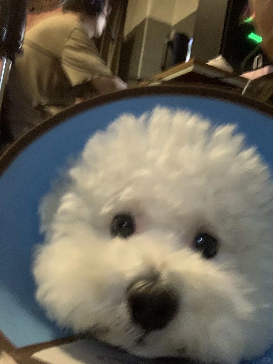 大鼻头 谁敢亲？
