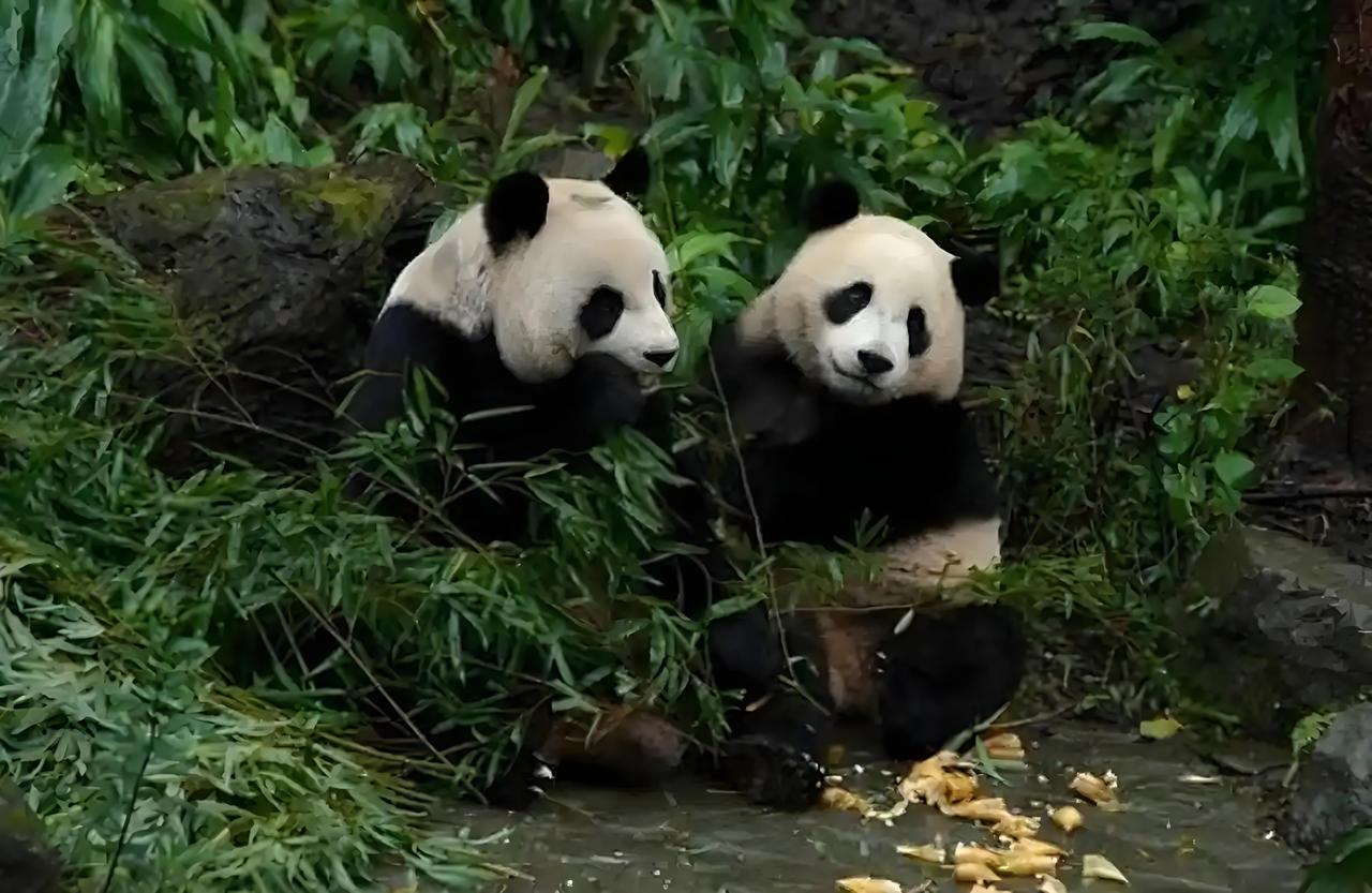 【大熊猫归属再起风波，日本政客插手遭国台办强烈警告！】

最近，“熊猫外交”再次