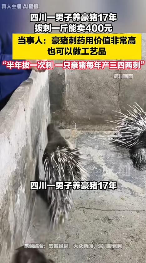 “开眼界了！”四川内江，一男子养了17年豪猪，他不做别的，就靠拔豪猪刺卖钱，每斤