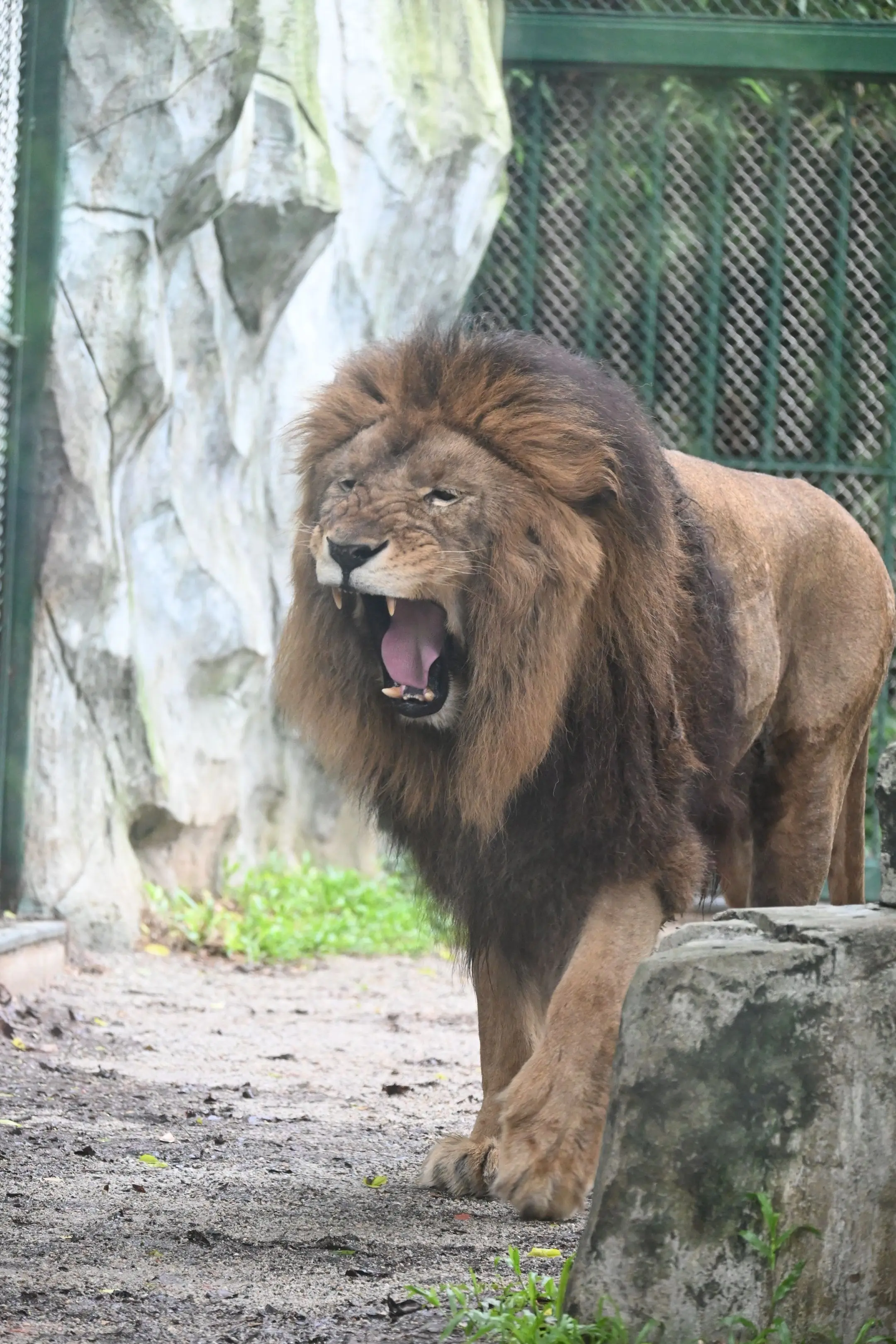 白白真的又帅又可爱。（像狮子王里面的狮子一样威武。）