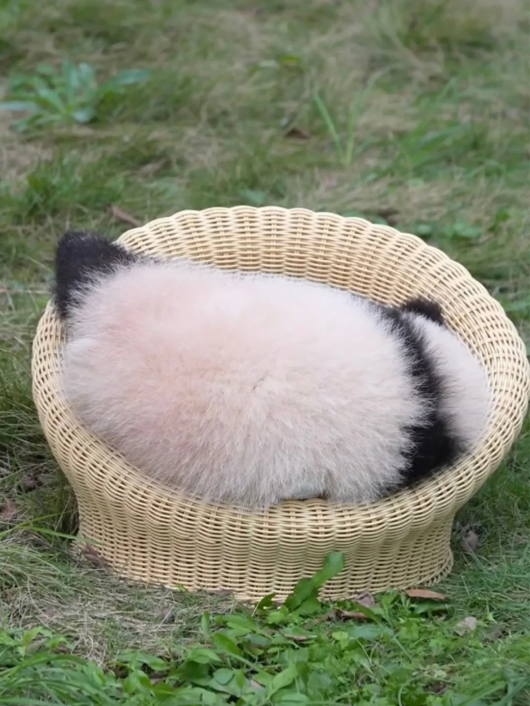 奇三妹和她的阿贝贝
