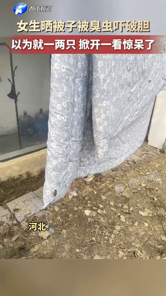 女生在户外晒被子，整理的时候发现上面有臭虫。
本以为只是零星一两只，吓得心里一紧