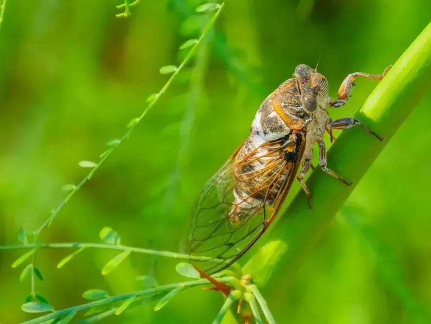 上联：鸟恋青山鱼恋水，诚邀下联蝉喜碧柳蛙喜荷。爆料
