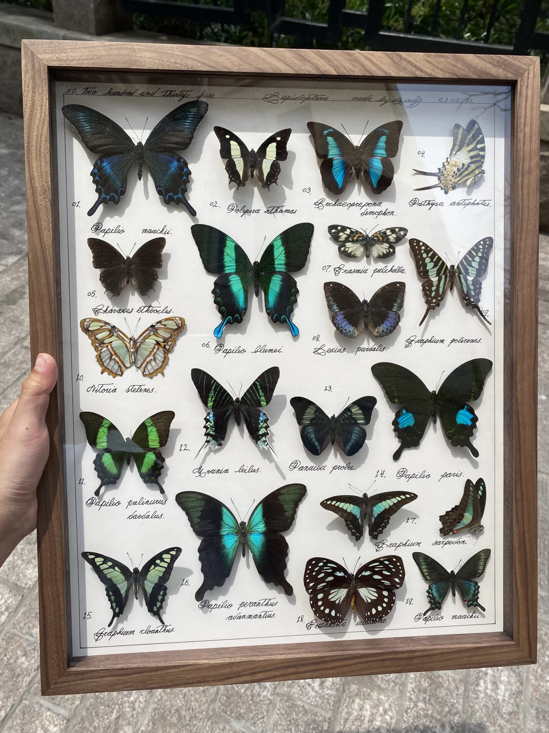 绿色主题蝴蝶标本～