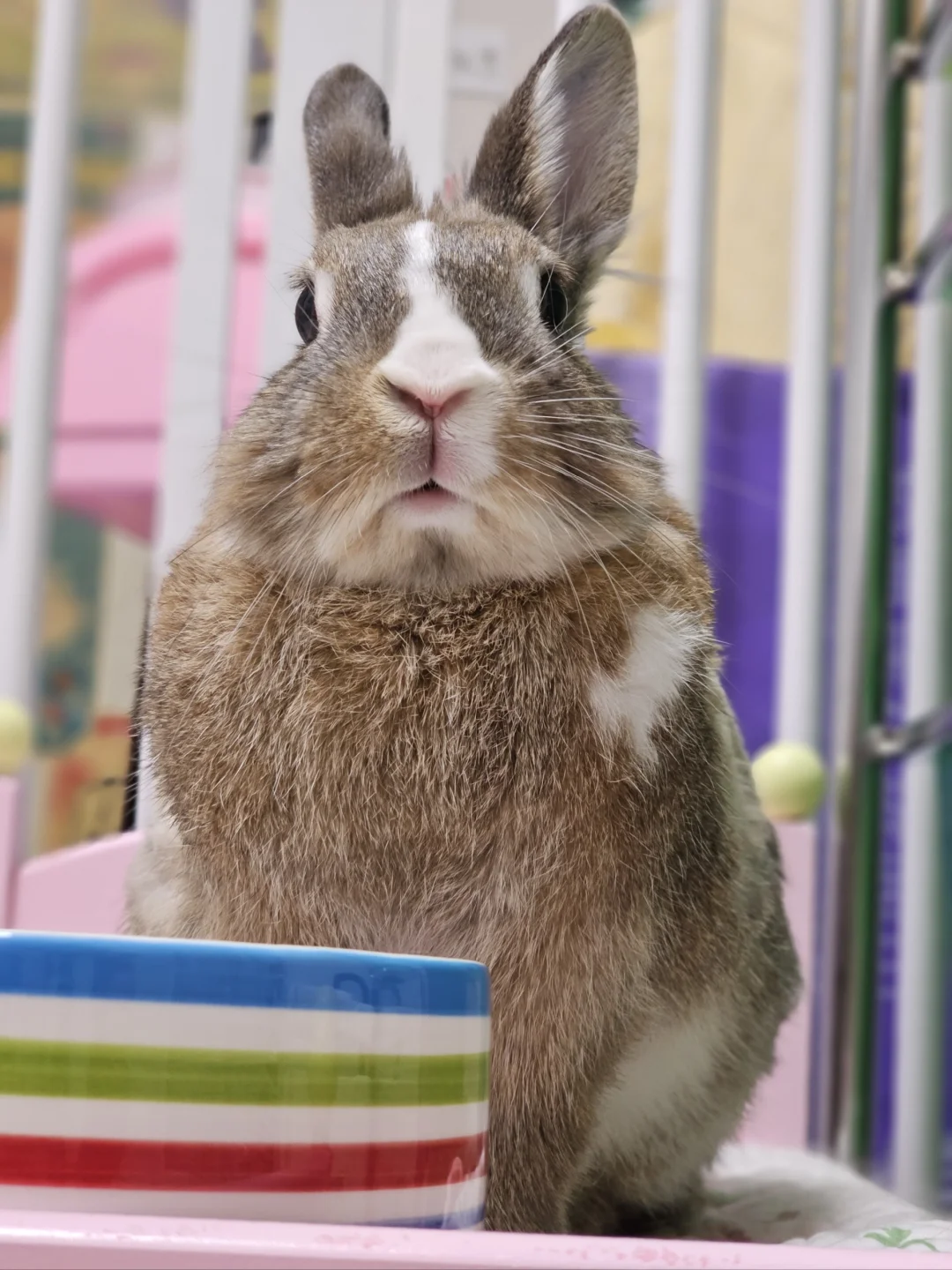 天哪，你在高傲什么👀