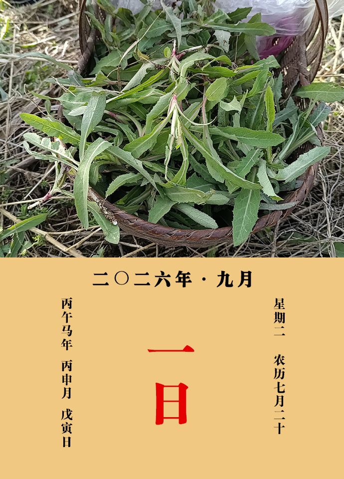 每天一味中草药 孟诜说：苦菜清热除烦，煮汁服治热病口渴、血淋（小便涩痛带血）；生