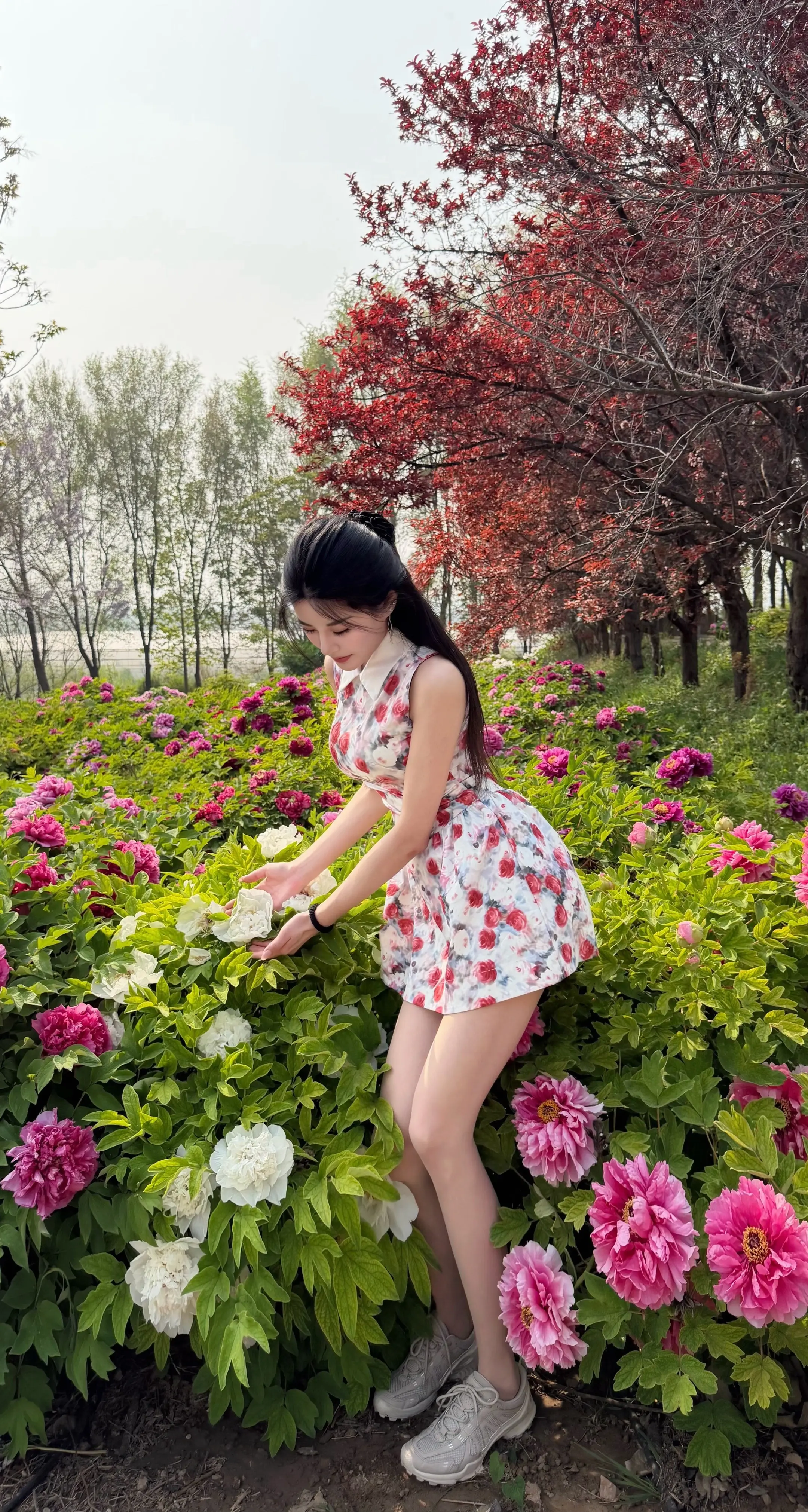 唯有牡丹真国色，花开时节动京城。