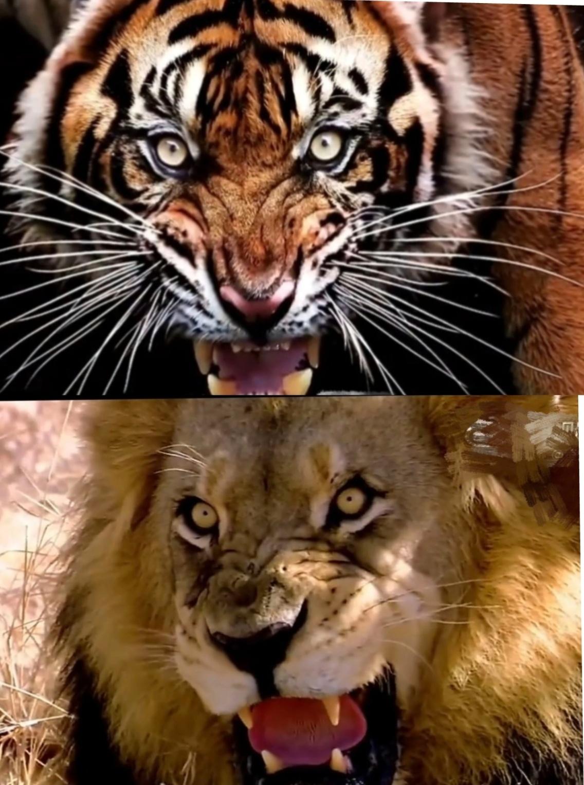 狮子和老虎单挑，谁才是真正的百兽之王？
 
自古就有“狮虎斗”的争议，老虎是独居