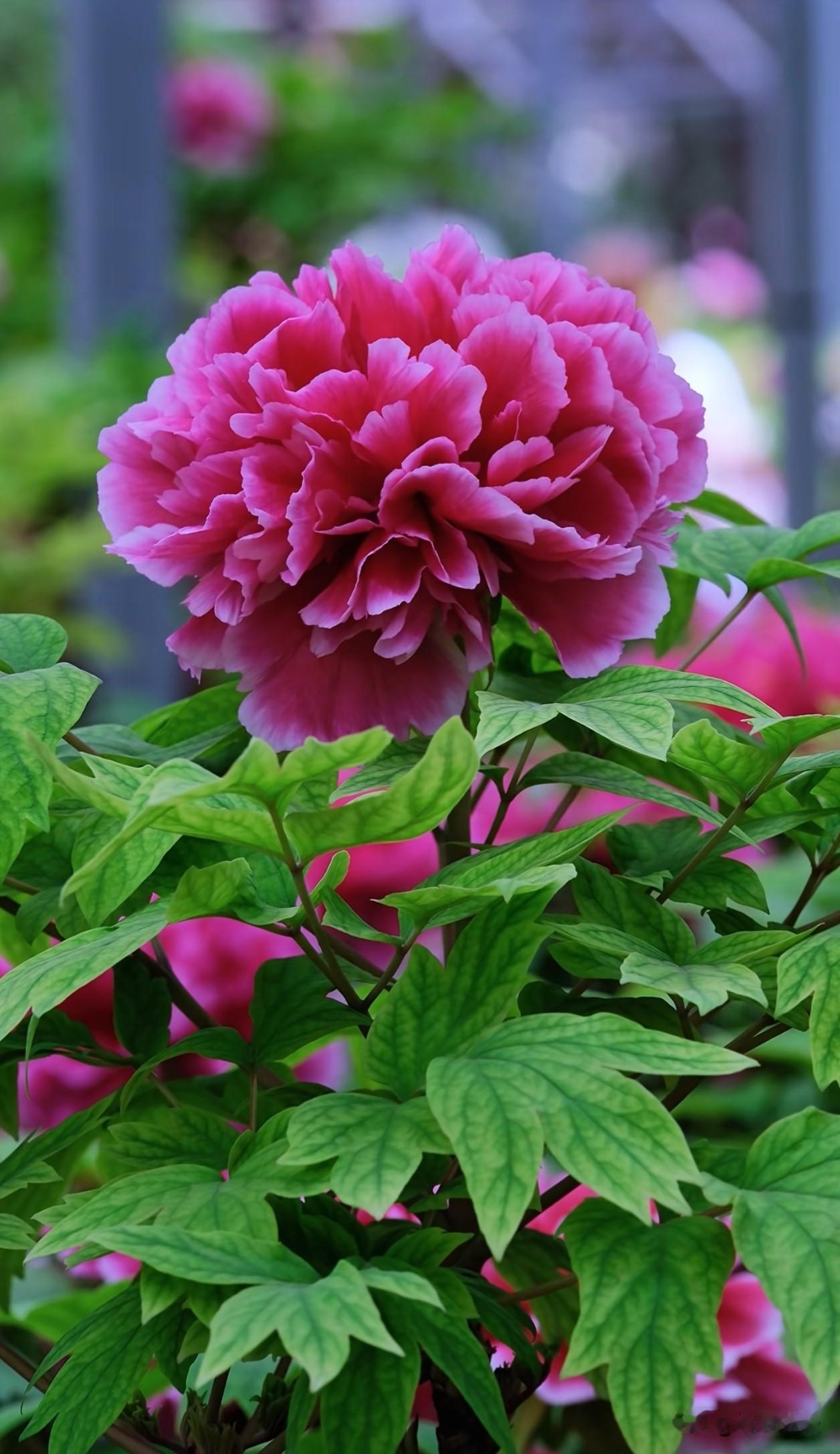 晨光轻吻过牡丹的柔瓣，艳粉与柔粉交织出春日最热烈的雍容。层层叠叠的花瓣舒展如云霞