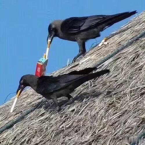 它，似乎什么都想尝试叼一下…… 