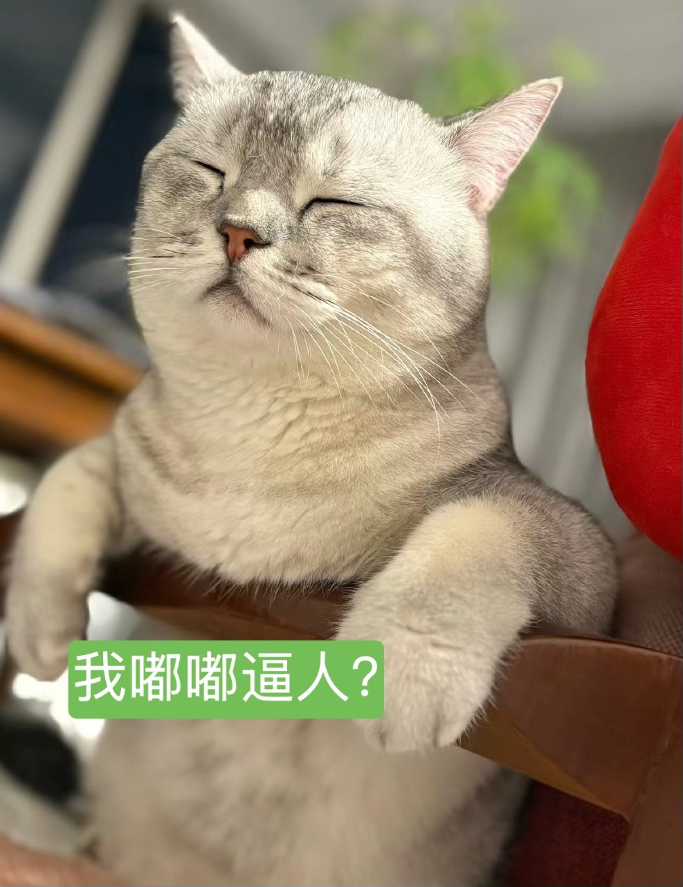 我肚肚逼人？ 