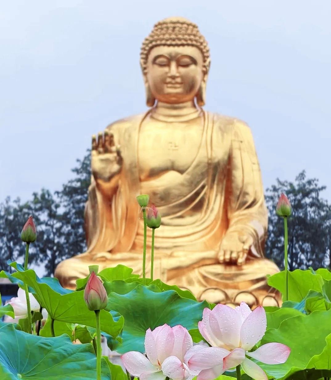 蝉鸣起，夏日长，重庆华岩寺的盆栽荷花已悄然绽放。刚入寺门，北广场的一池清荷便撞入
