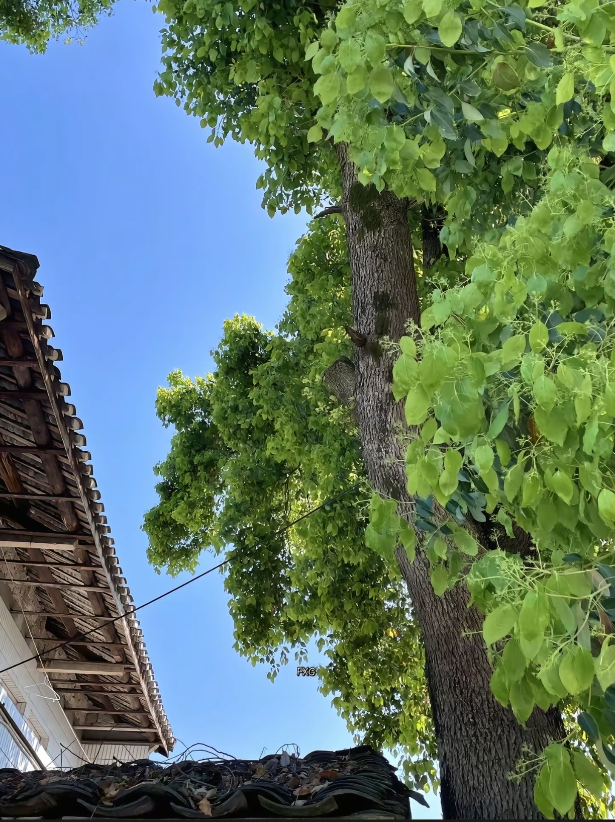 生命是一万次的春和景明 