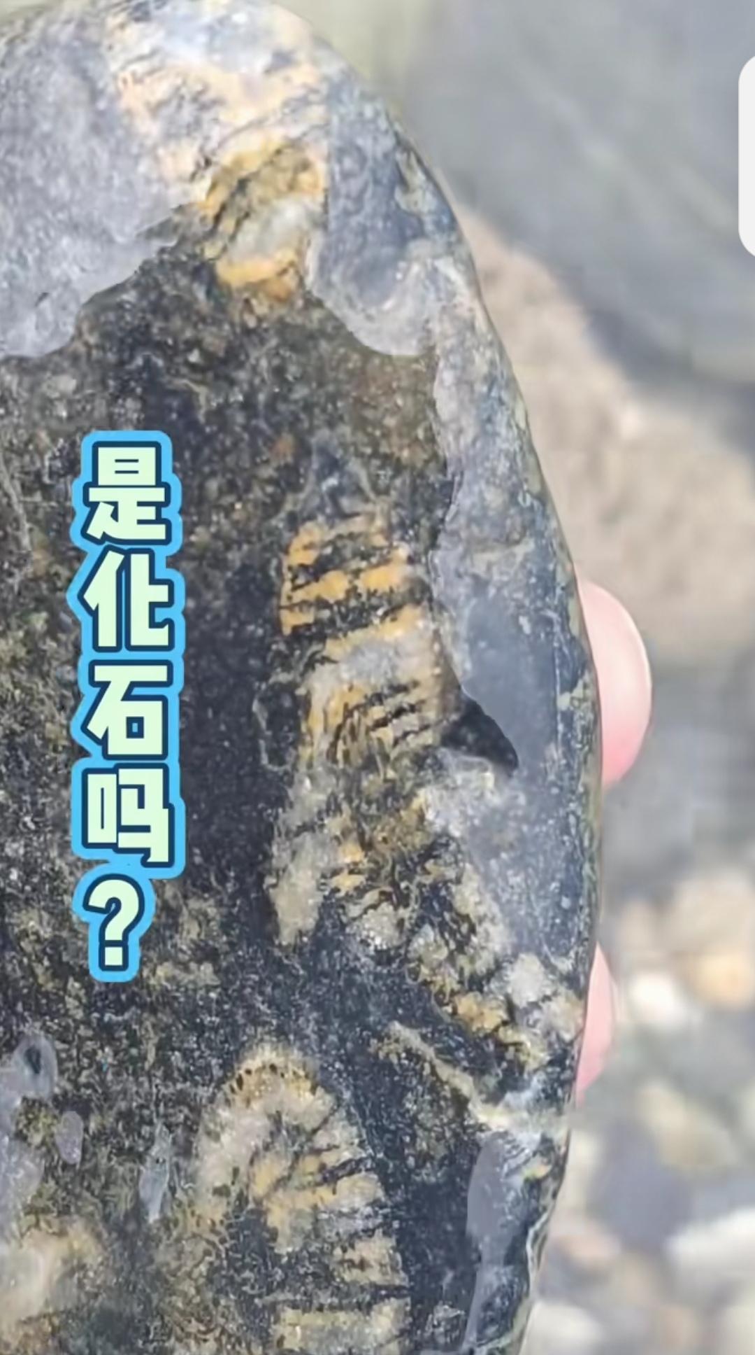 汉江捡石小惊喜！这是化石吗？在汉江捡石，意外发现一块特别的石头，表面光滑，纹理奇