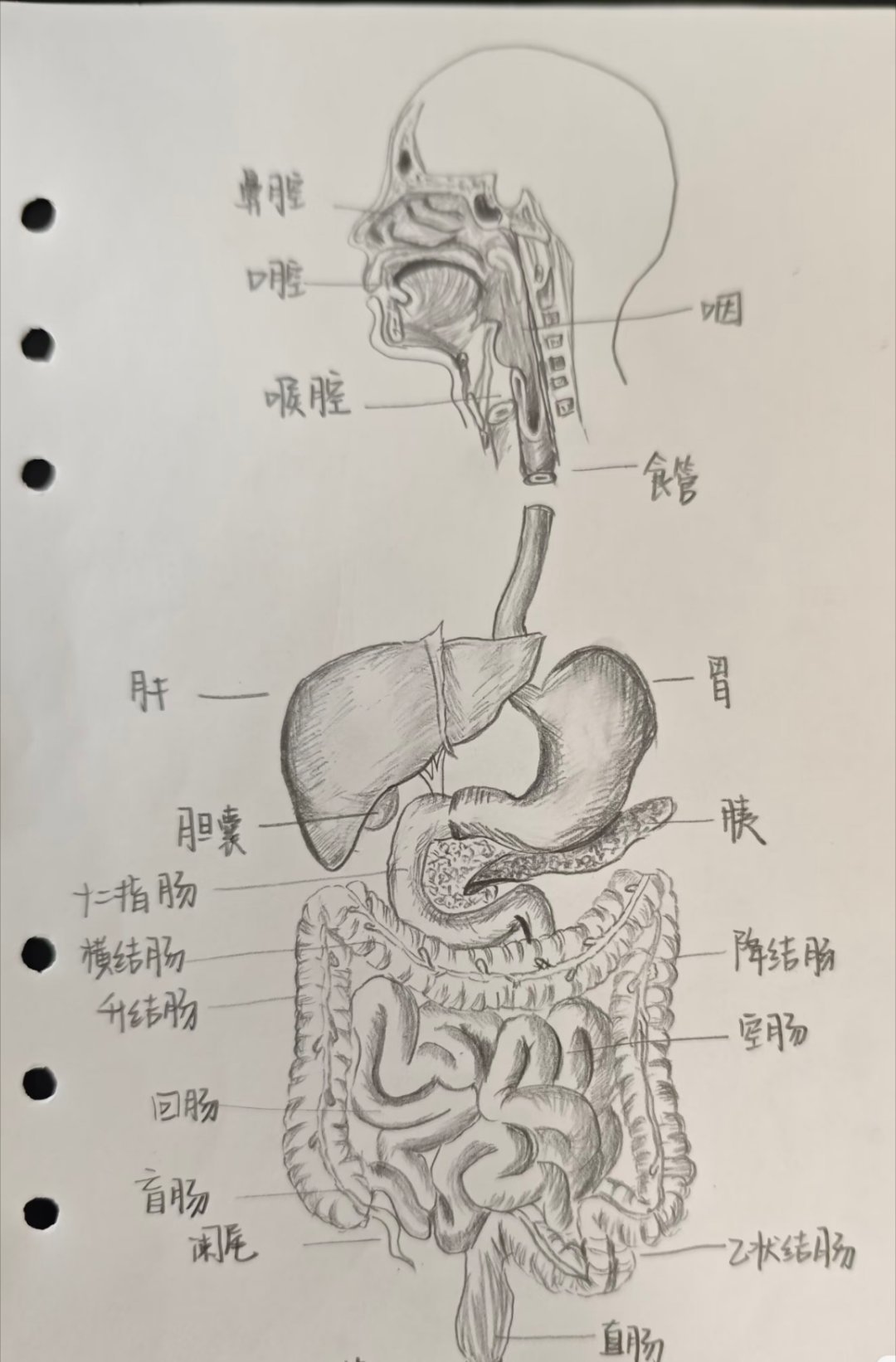 肠癌很多人发现就是中晚期画一幅肠子，直肠的出口是肛管，末端叫～不好意思说