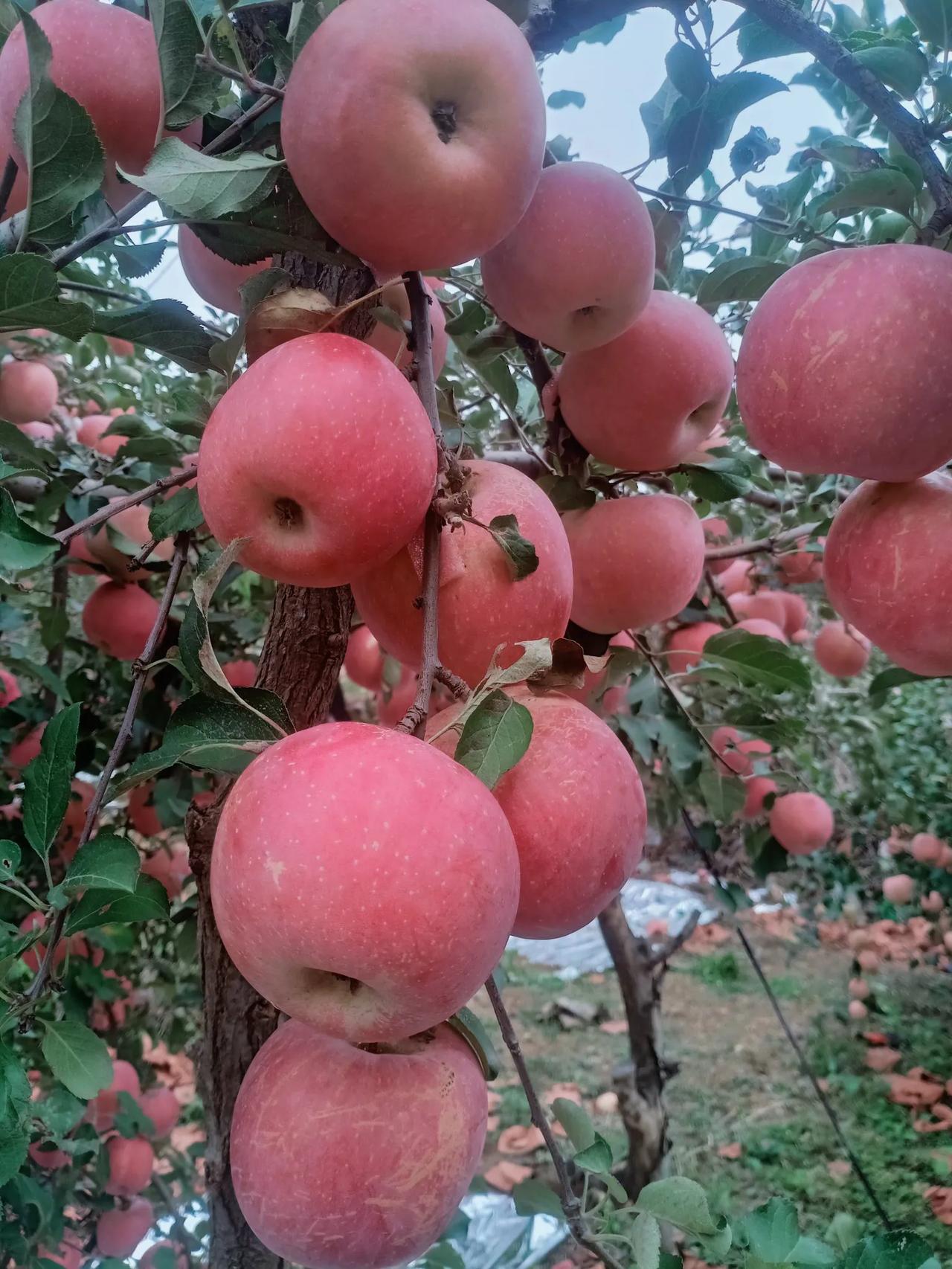 七绝·苹果
芳芳




谁把红颜嫁北方？
一身白蕊换新妆。
那坡未及香先到，