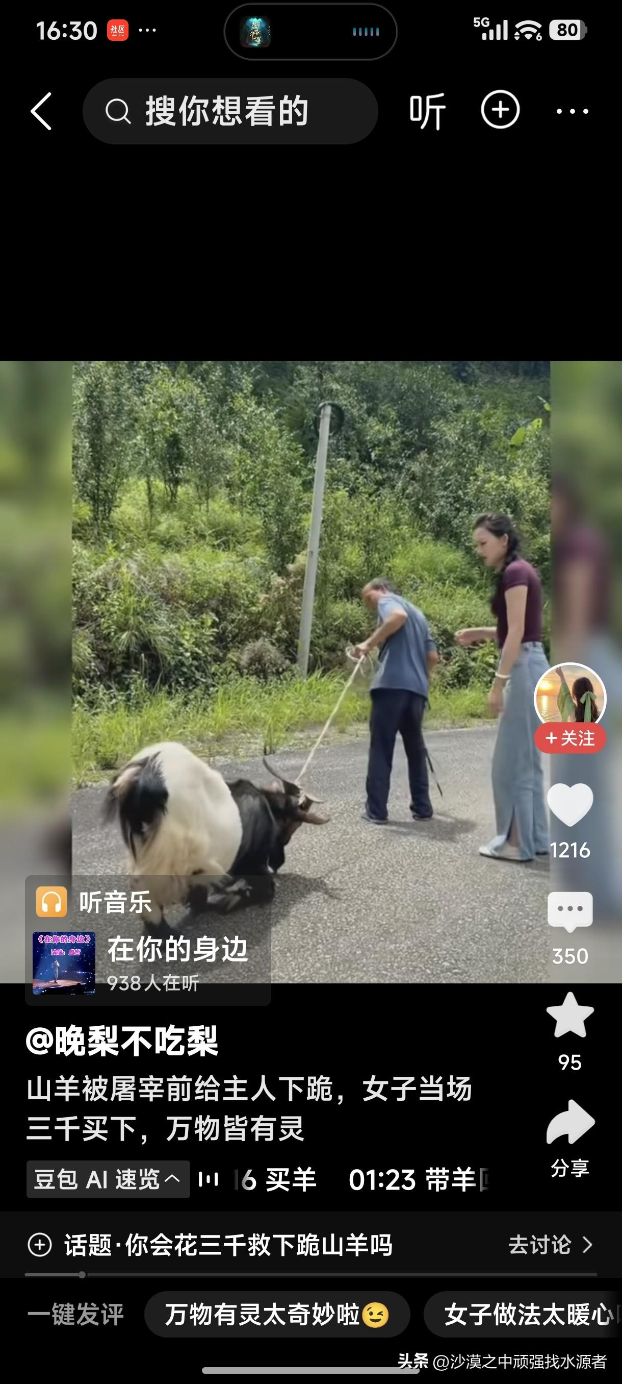 山羊被屠宰前给主人下跪，女子当场三千买下，万物皆有灵！
羊会下跪，羊真的知道下跪