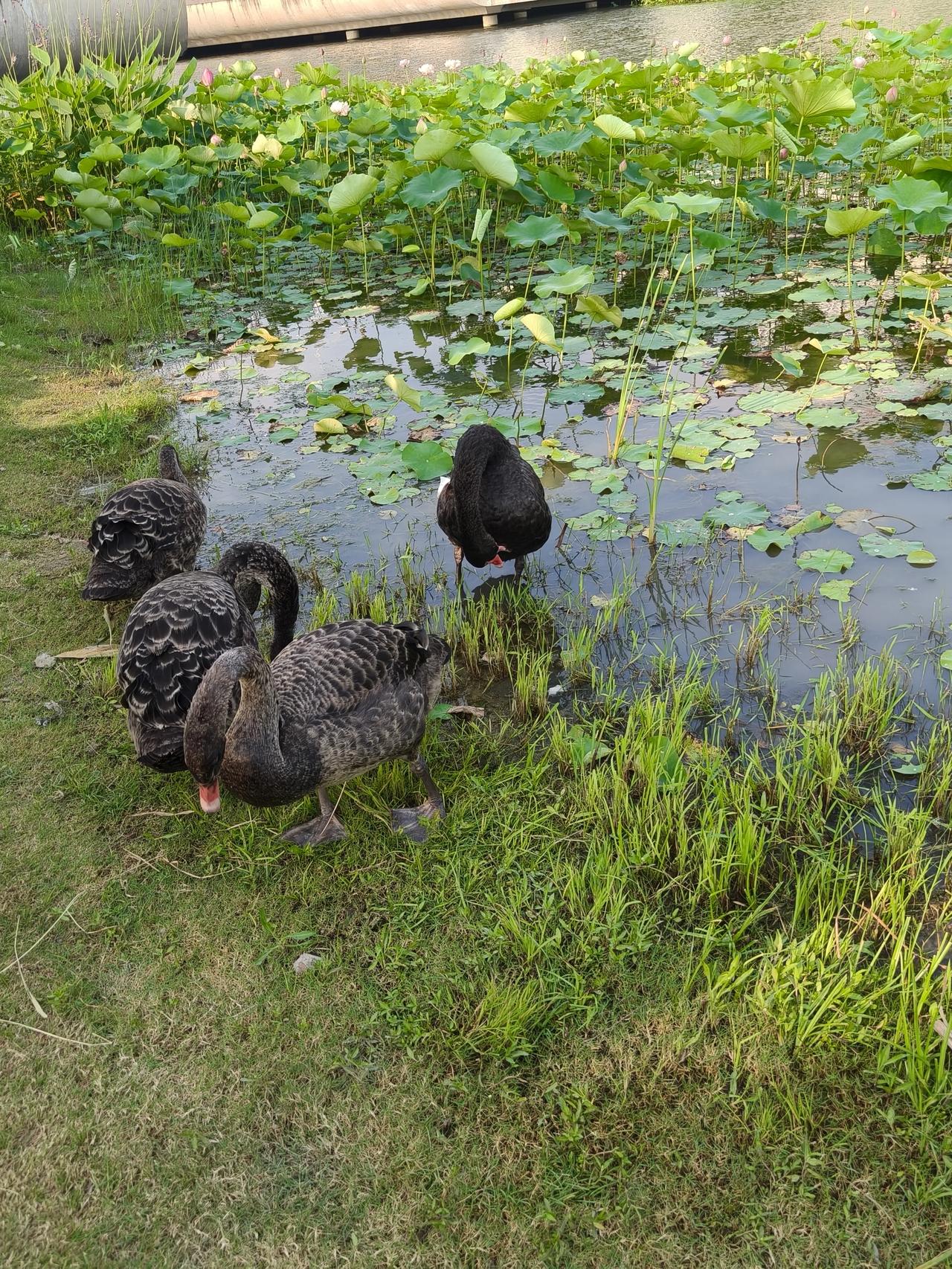 荷花🪷与黑天鹅🦢
前天去公园，一进园就被满池荷花吸引。粉嫩的花瓣轻盈舒展，在