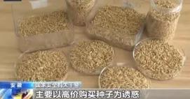 央视新闻在4月14日曝光了一起性质恶劣的案件：我国杂交水稻之父袁隆平教授的心血结