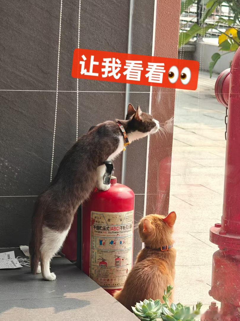 我本来想把微博名跟其他平台一样，改成“智能车研究所Alex”的，但申请了几次都不